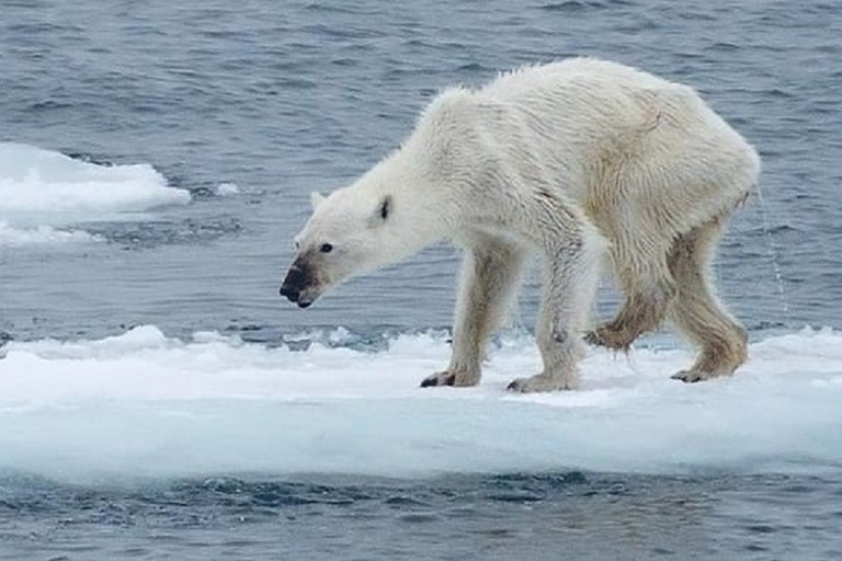 Il Pianeta al collasso: 1 milione le specie di animali a rischio scomparsa-prima parte